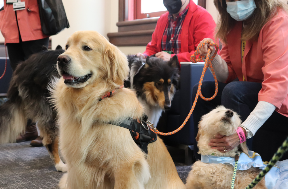 Therapy dogs sitting next to volunteers at Chester County Hospital